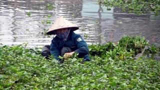 Hãi hùng rau muống cho lợn ăn, lợn còn tiêu chảy